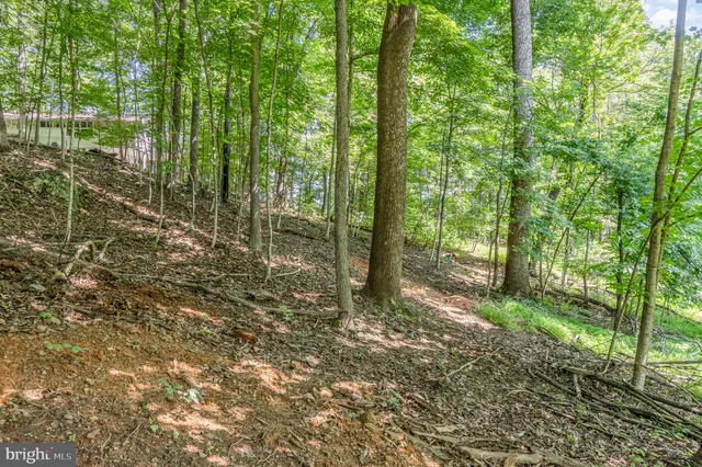 a view of a forest with trees