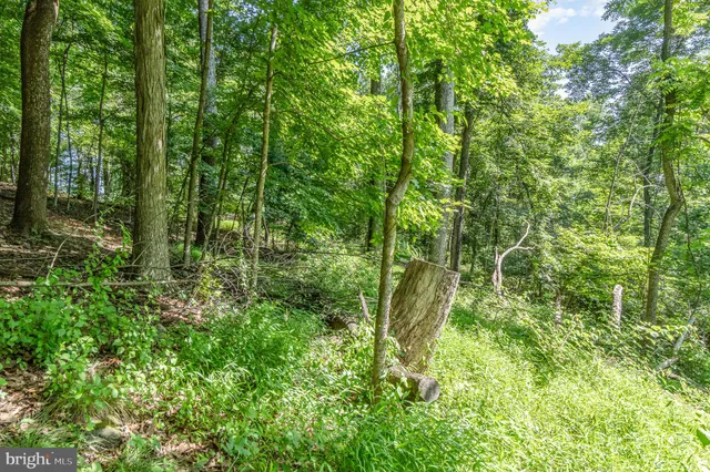 a view of a lush green forest