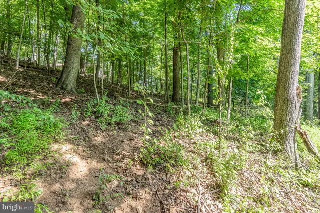 a view of a lush green forest