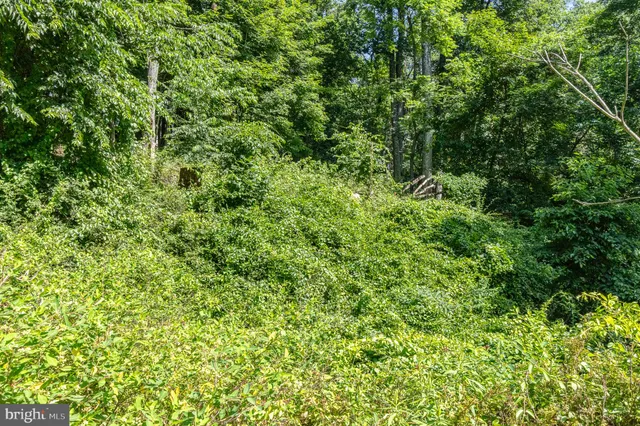 a view of a lush green forest with small trees