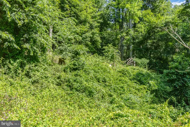 a view of a lush green forest with small trees
