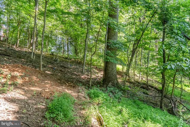 a view of a forest with trees