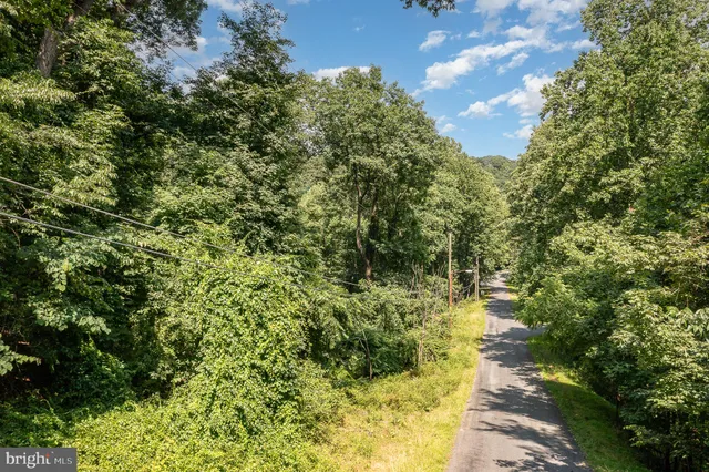 a view of a yard with plants and large trees