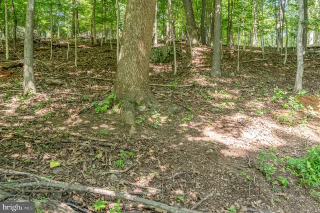 a bathroom with large trees