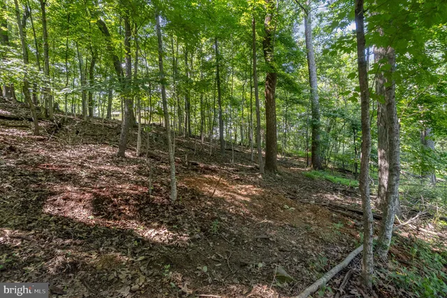 a view of a forest with trees in the background