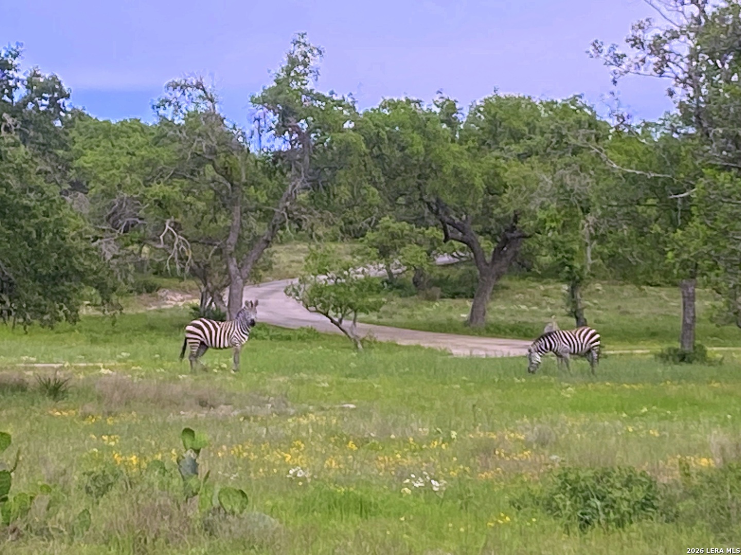 1134 Victoria Spring Branch, TX 78070 - Photo 23 of 28 a backyard of a house with table and chairs