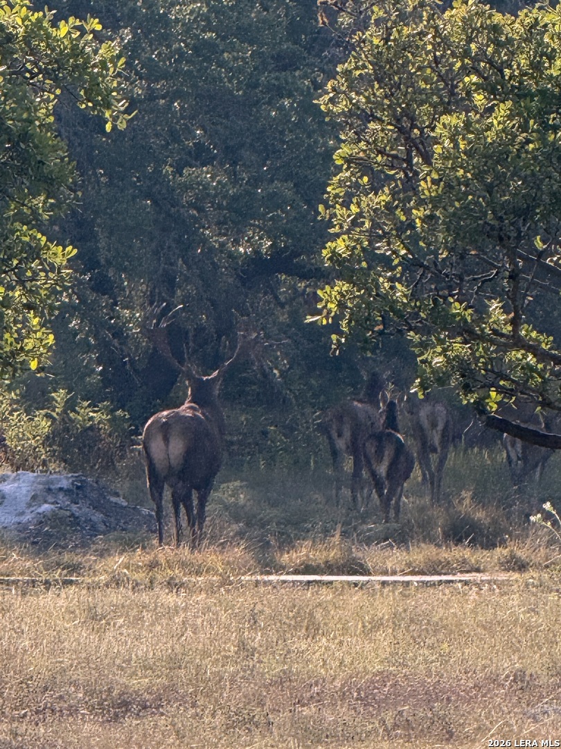1134 Victoria Spring Branch, TX 78070 - Photo 28 of 28 a view of outdoor space and yard