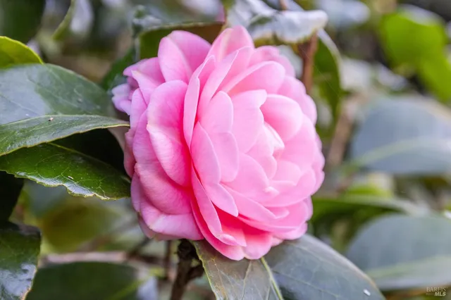 $3,250,000 | 75 Kensington Road, San Anselmo, CA 94960