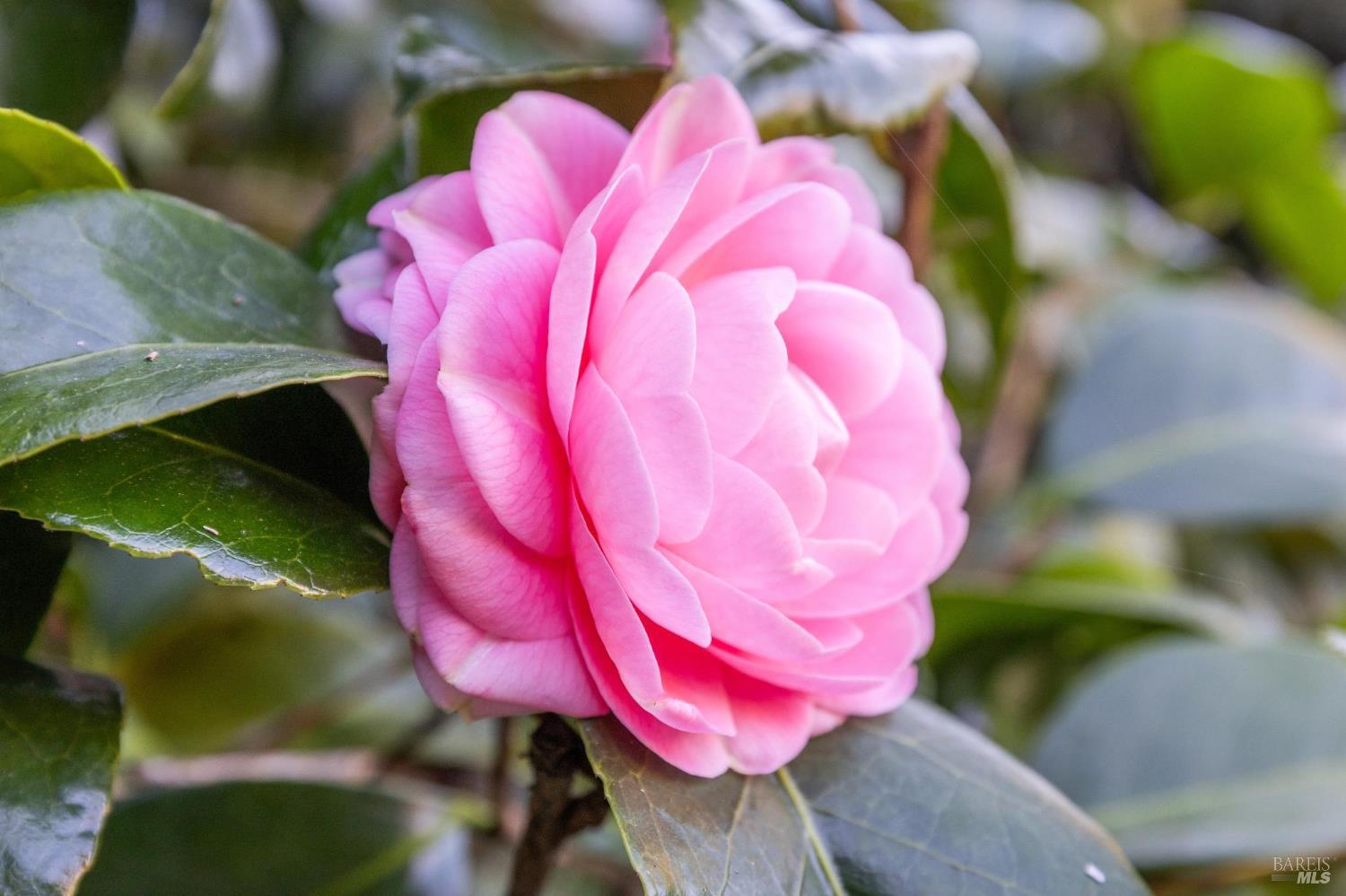 75 Kensington Road San Anselmo, CA 94960 - Photo 58 of 69