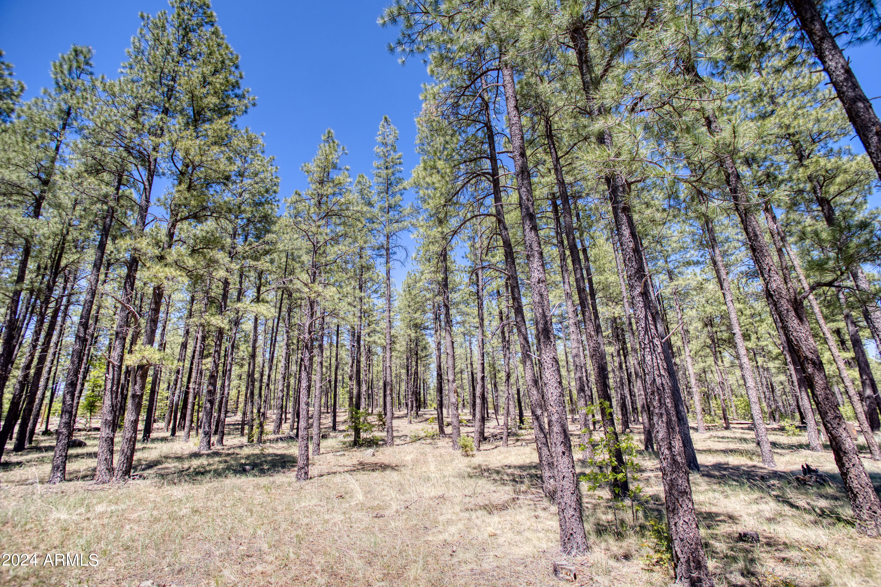 9586 Sierra Springs Way, Unit 7 Pinetop, AZ 85935 - Photo 4 of 8 a backyard of a house with lots of green space