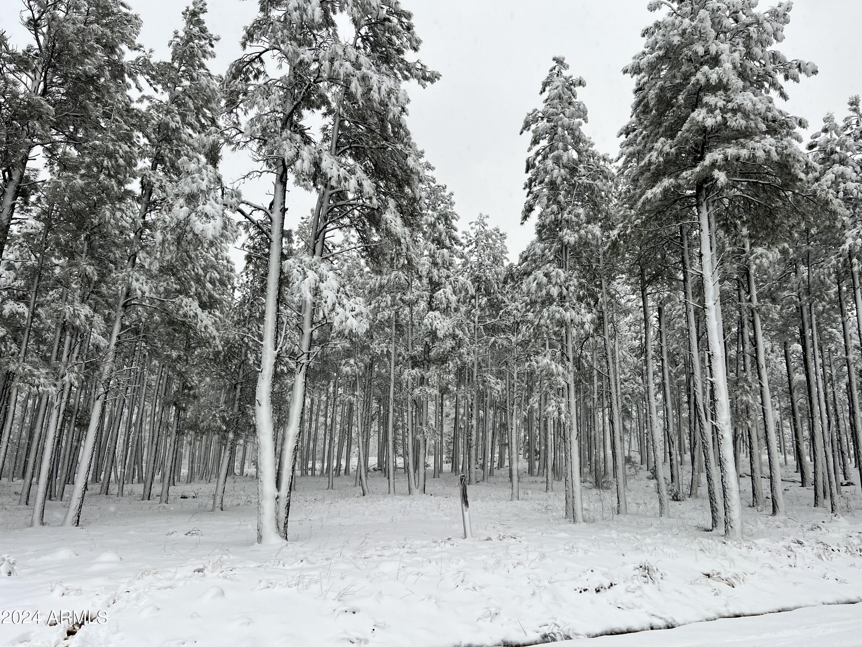 9586 Sierra Springs Way, Unit 7 Pinetop, AZ 85935 - Photo 8 of 8 a view of a yard with a tree