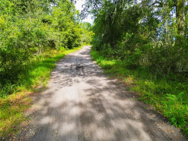 a view of a yard with plants and large trees