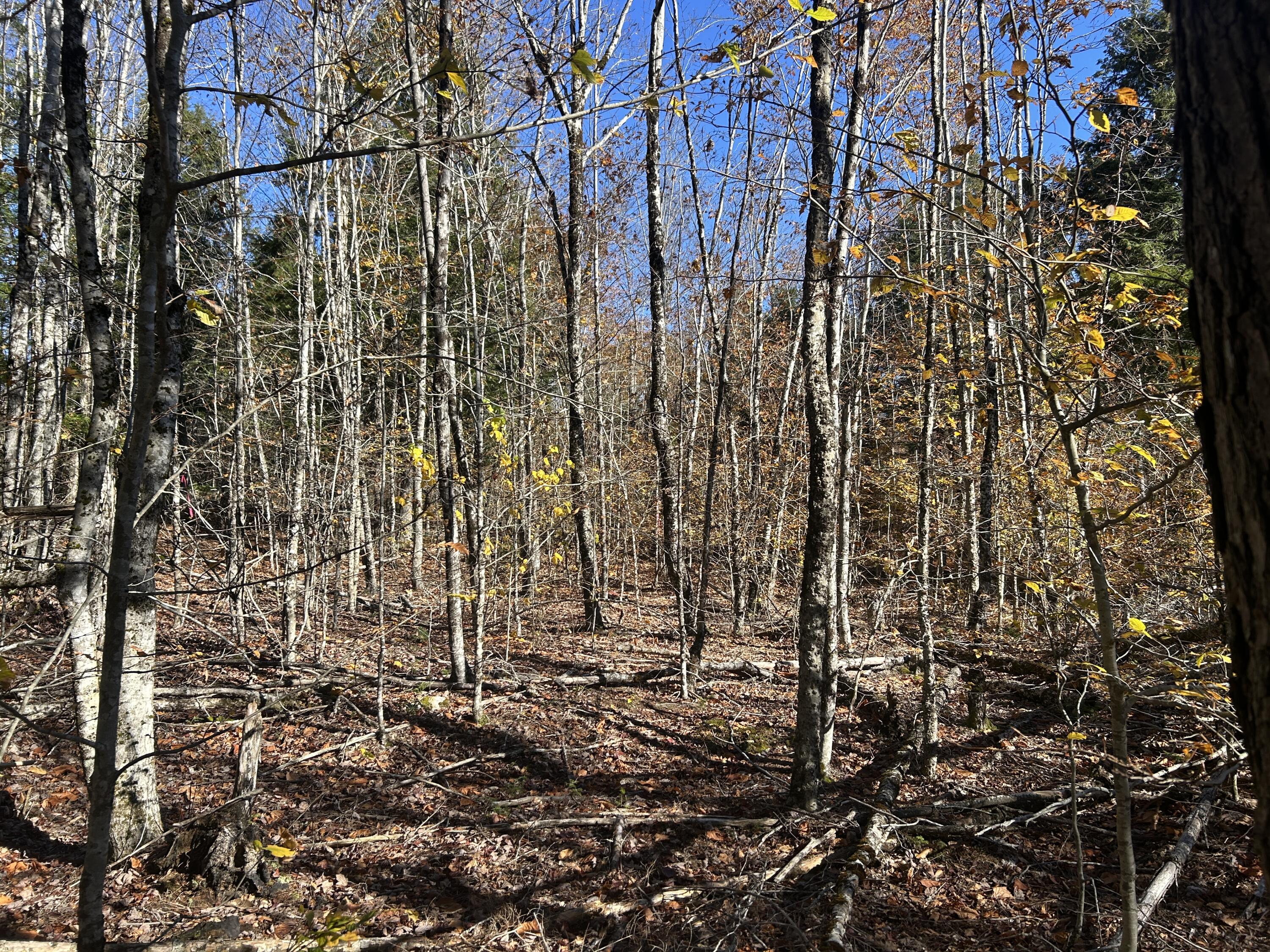 Lot B Waldoboro Road Washington, ME 04574 - Photo 12 of 18 1BA48118-E5BD-46AC-AD6E-ABD1DD09C9FF