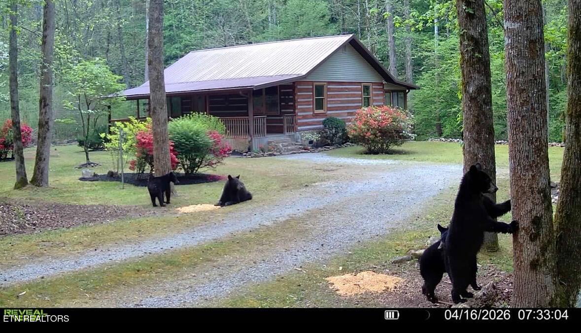 1256 East Millers Cove Road Walland, TN 37886 - Photo 3 of 43 IMG_8258