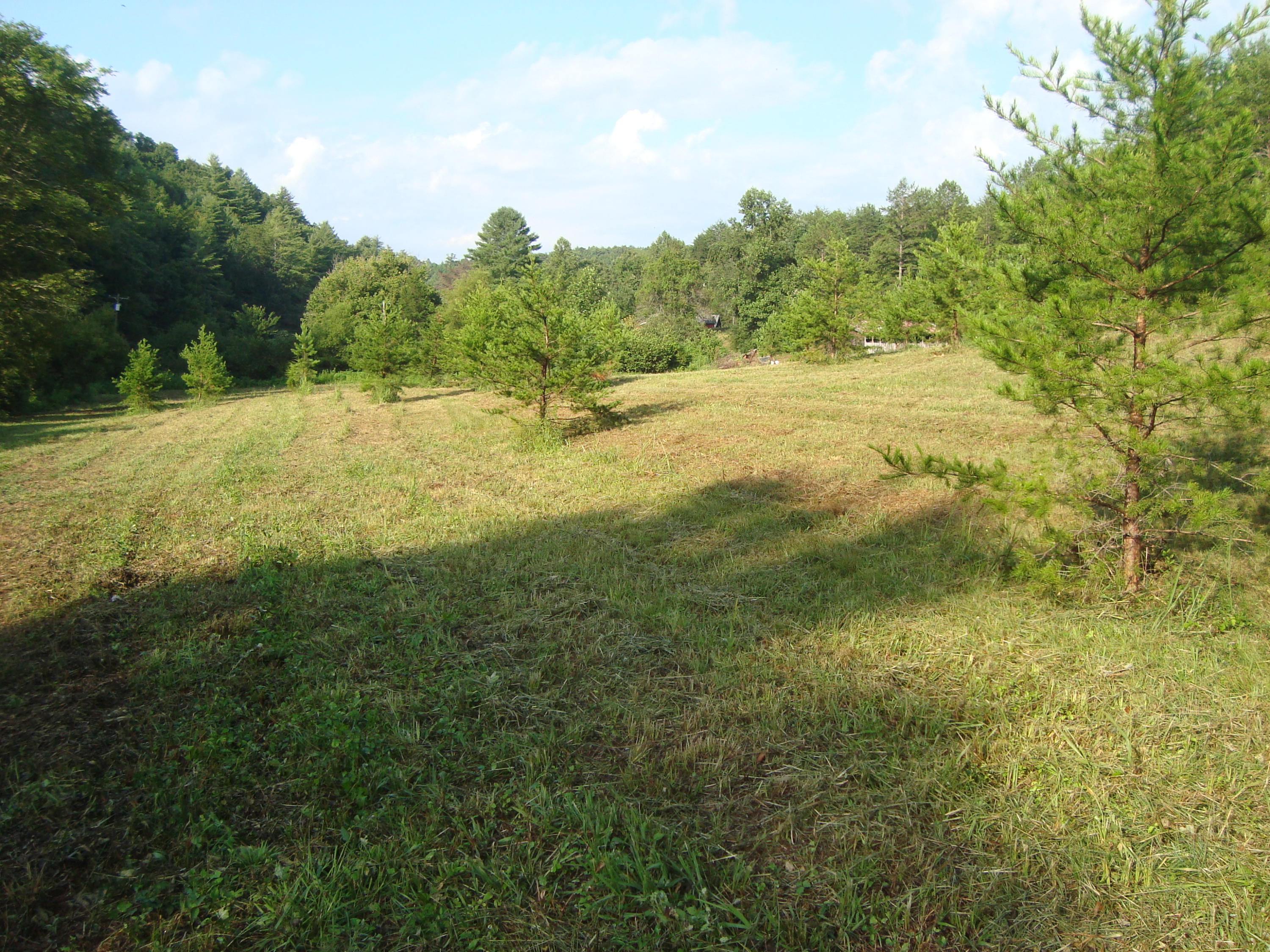 1830 Reliance Road Tellico Plains, TN 37385 - Photo 15 of 32 DSC07099