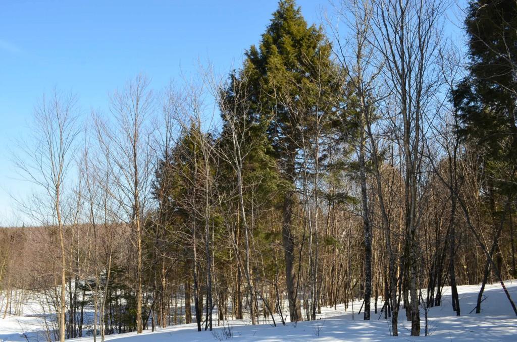 96 Freedom Way Springfield, ME 04487 - Photo 13 of 15 Photo