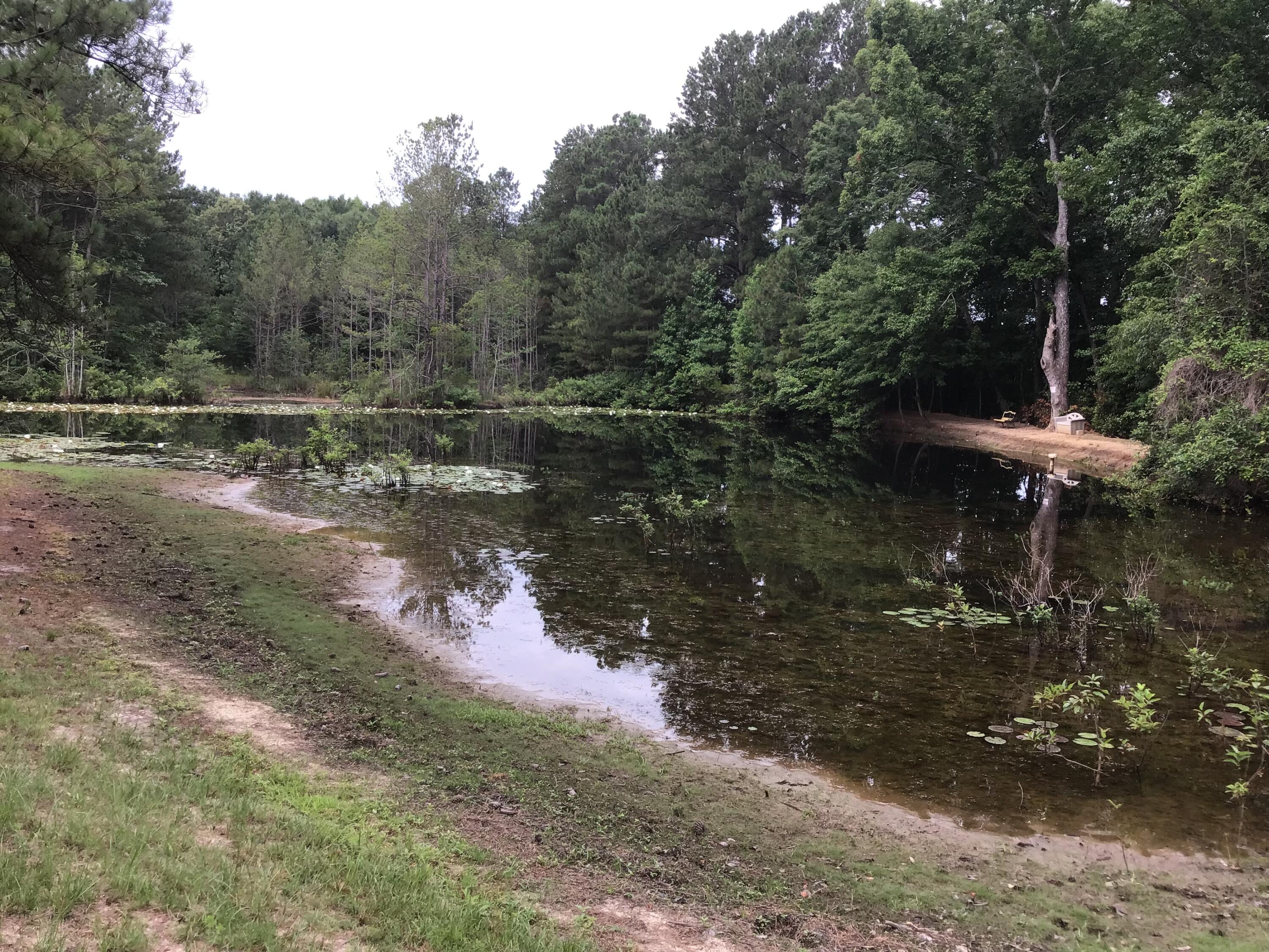 47 Peele Road Salley, SC 29137 - Photo 45 of 95
