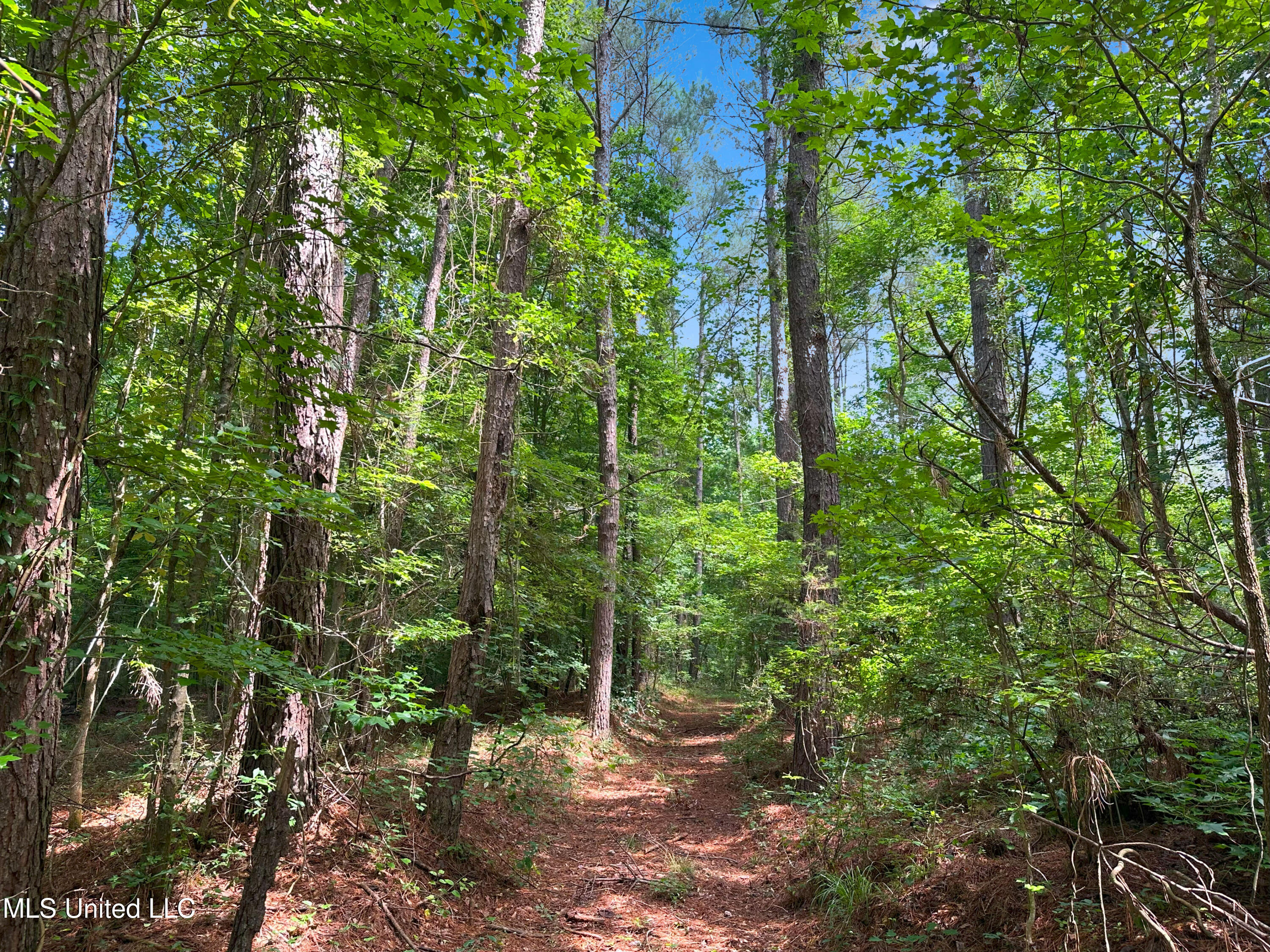 Shiloh Road Pelahatchie, MS 39145 - Photo 11 of 17 IMG_5864