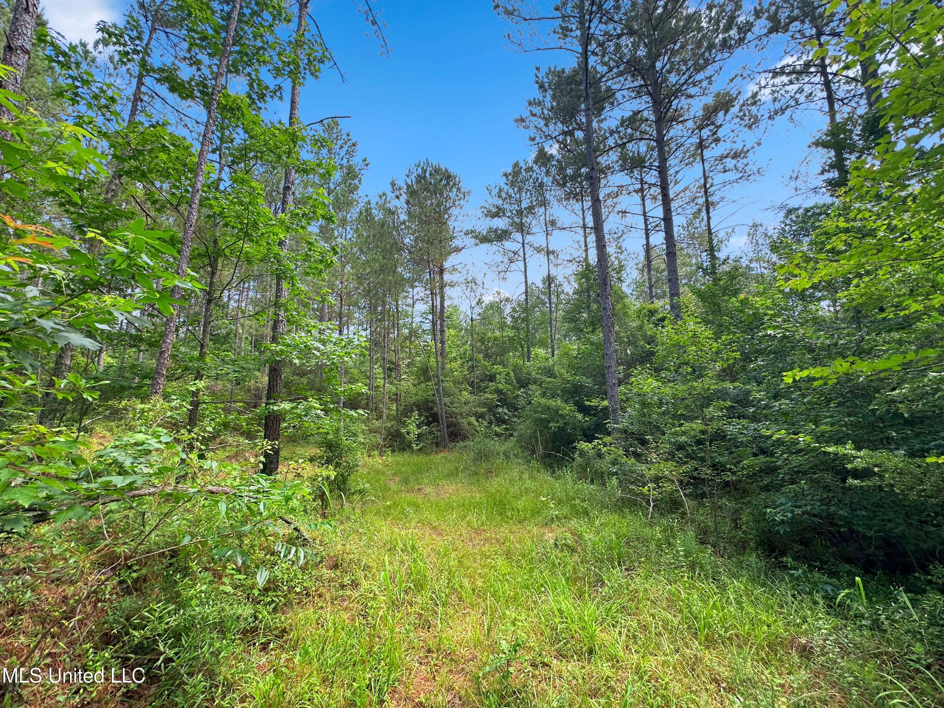 Shiloh Road Pelahatchie, MS 39145 - Photo 14 of 17 IMG_5872