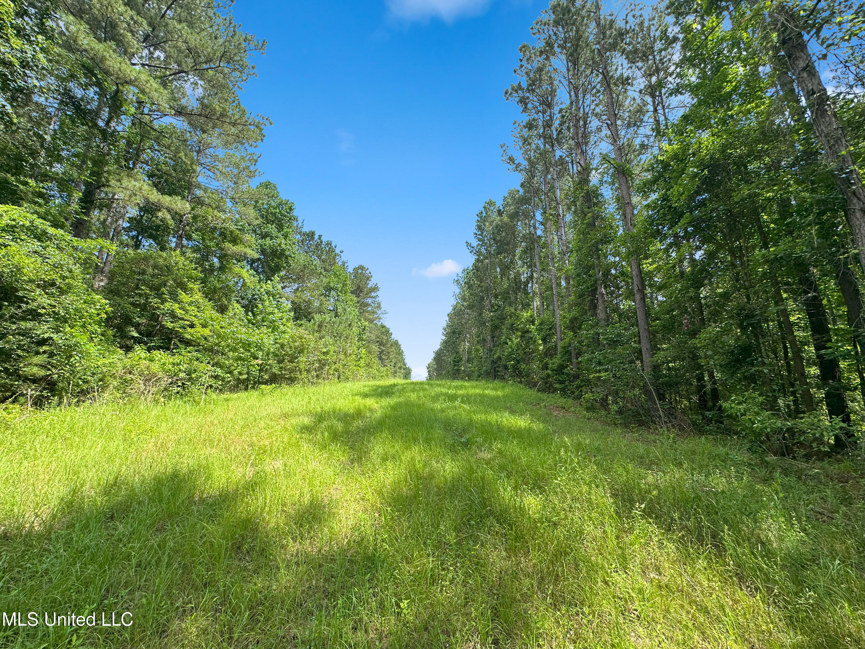 Shiloh Road Pelahatchie, MS 39145 - Photo 9 of 17 IMG_5854