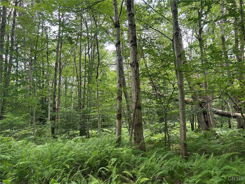 42 Kimball Camp Road Orwell, NY 13144 - Photo 4 of 9