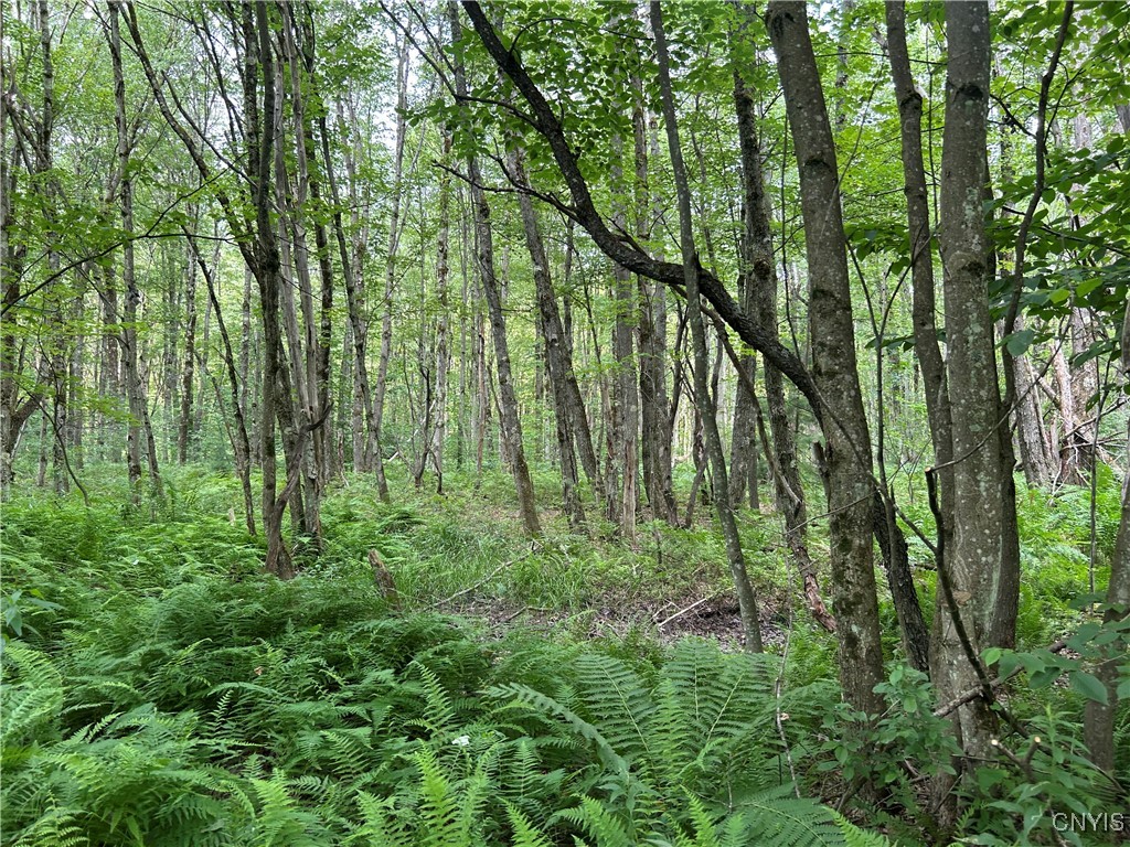 42 Kimball Camp Road Orwell, NY 13144 - Photo 5 of 13