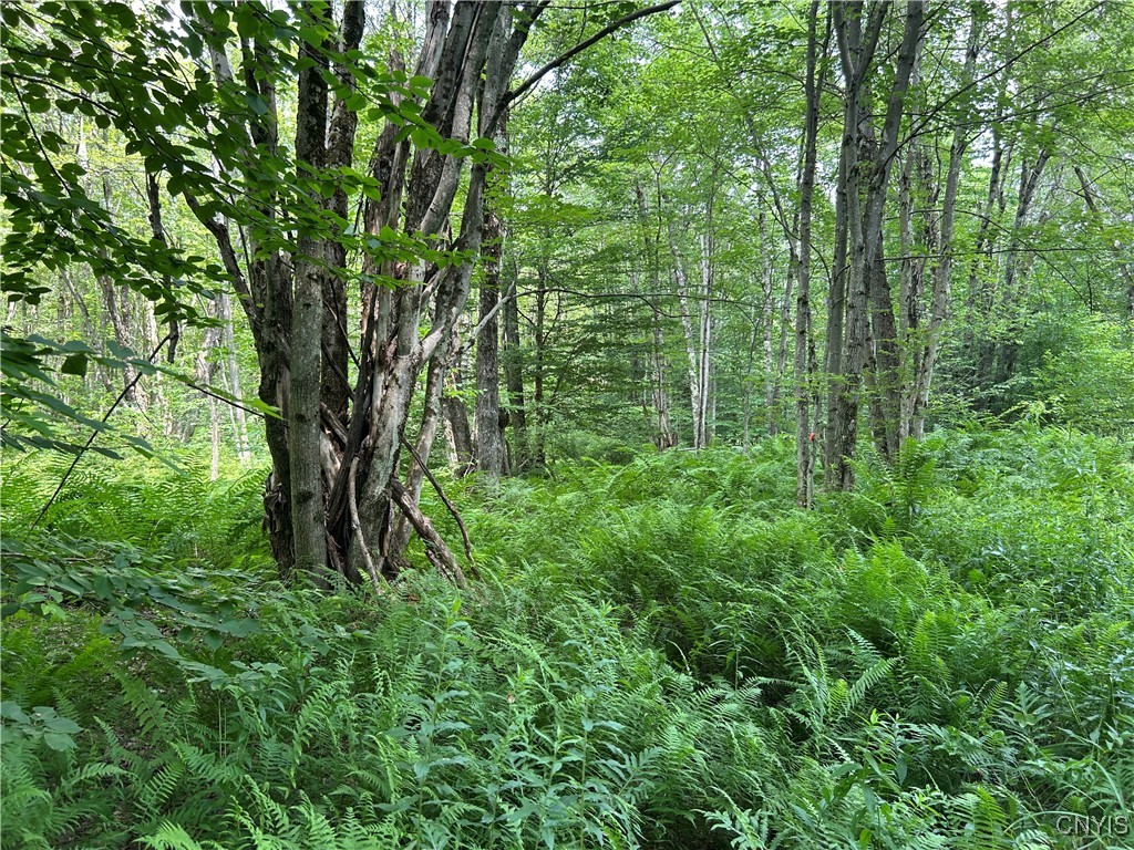 42 Kimball Camp Road Orwell, NY 13144 - Photo 6 of 9