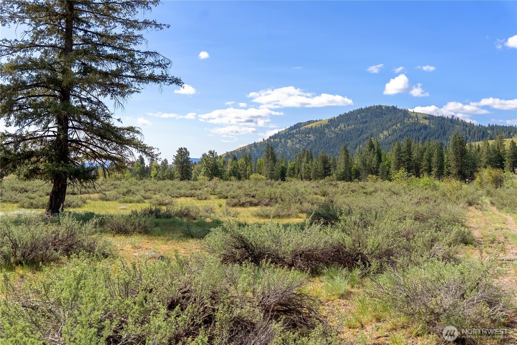 0 Wolf Creek Road Winthrop, WA 98862 - Photo 29 of 40 a view of a lush green forest with lots of trees