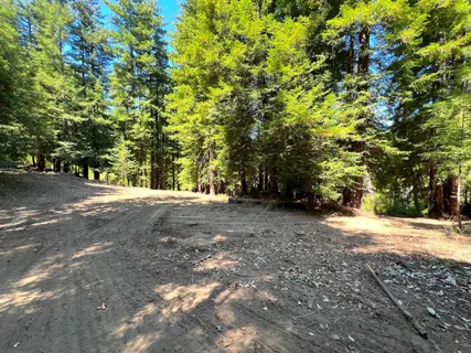 a view of a yard with plants and trees