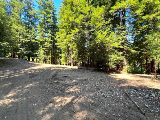 a view of a yard with plants and trees