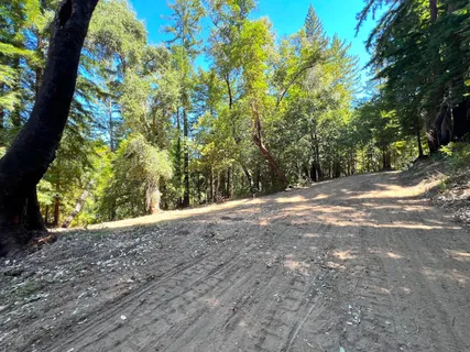 a view of a yard with a tree