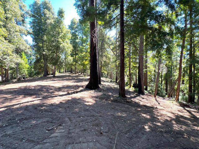 a view of a tree in a yard