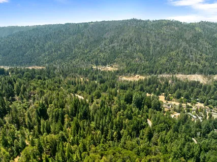 a view of a lush green forest with trees in the background