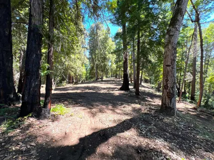 a view of a tree in the middle of a yard