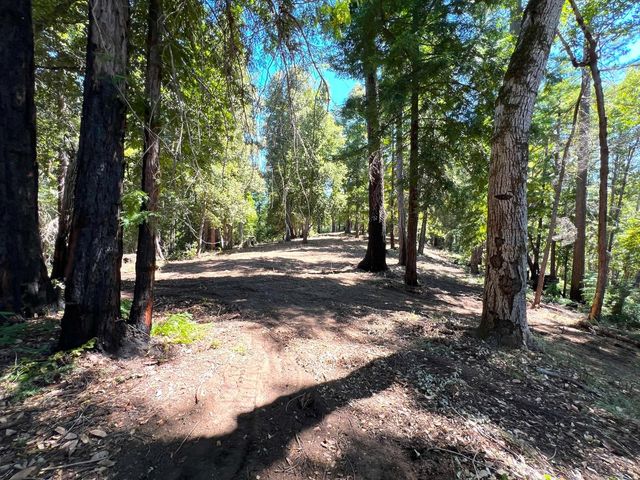 a view of a tree in the middle of a yard