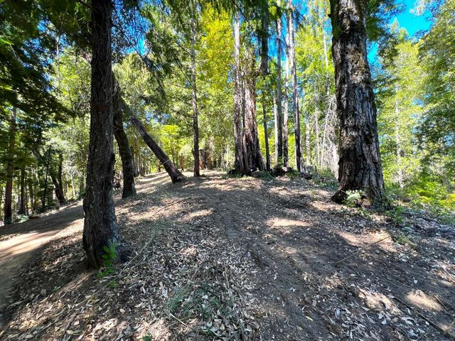 a view of a tree with a yard