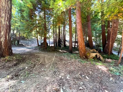 a view of a tree in the middle of a yard