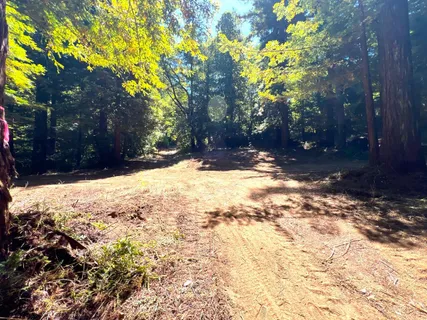 a view of a tree in front of a house