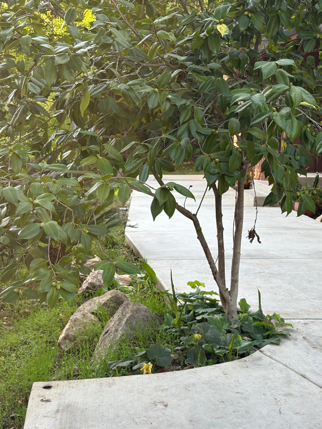 8415 Winding Way Fair Oaks, CA 95628 - Photo 10 of 27