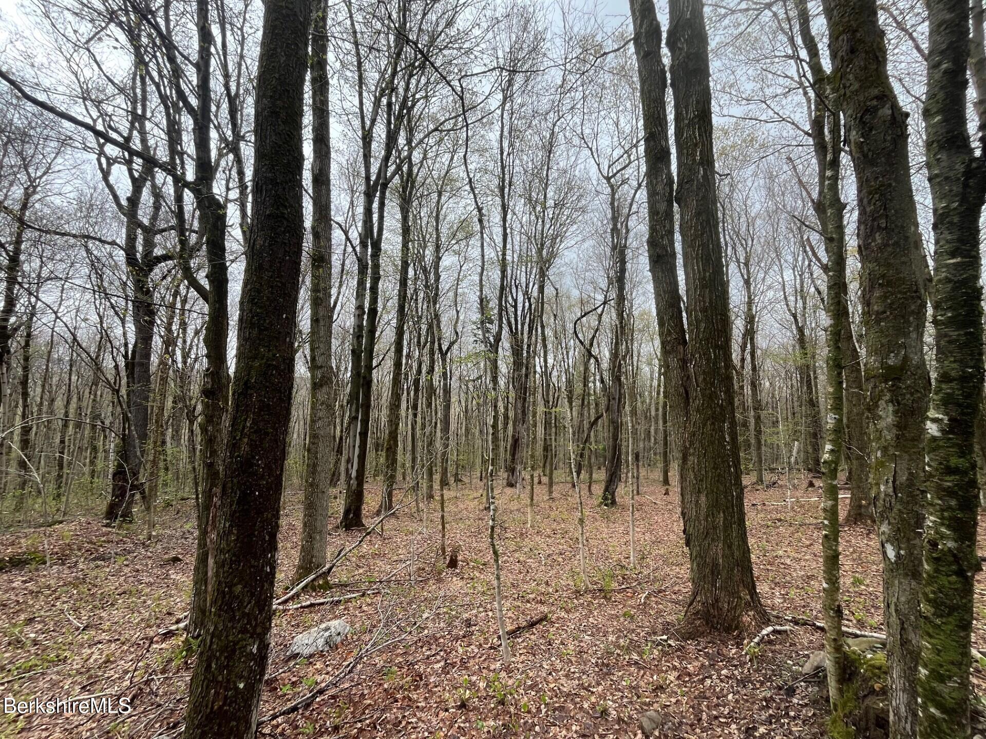 0 Manley Phelps Road Monroe, MA 01350 - Photo 4 of 12 a view of outdoor space with trees