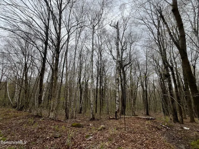 a backyard of a house with lots of trees