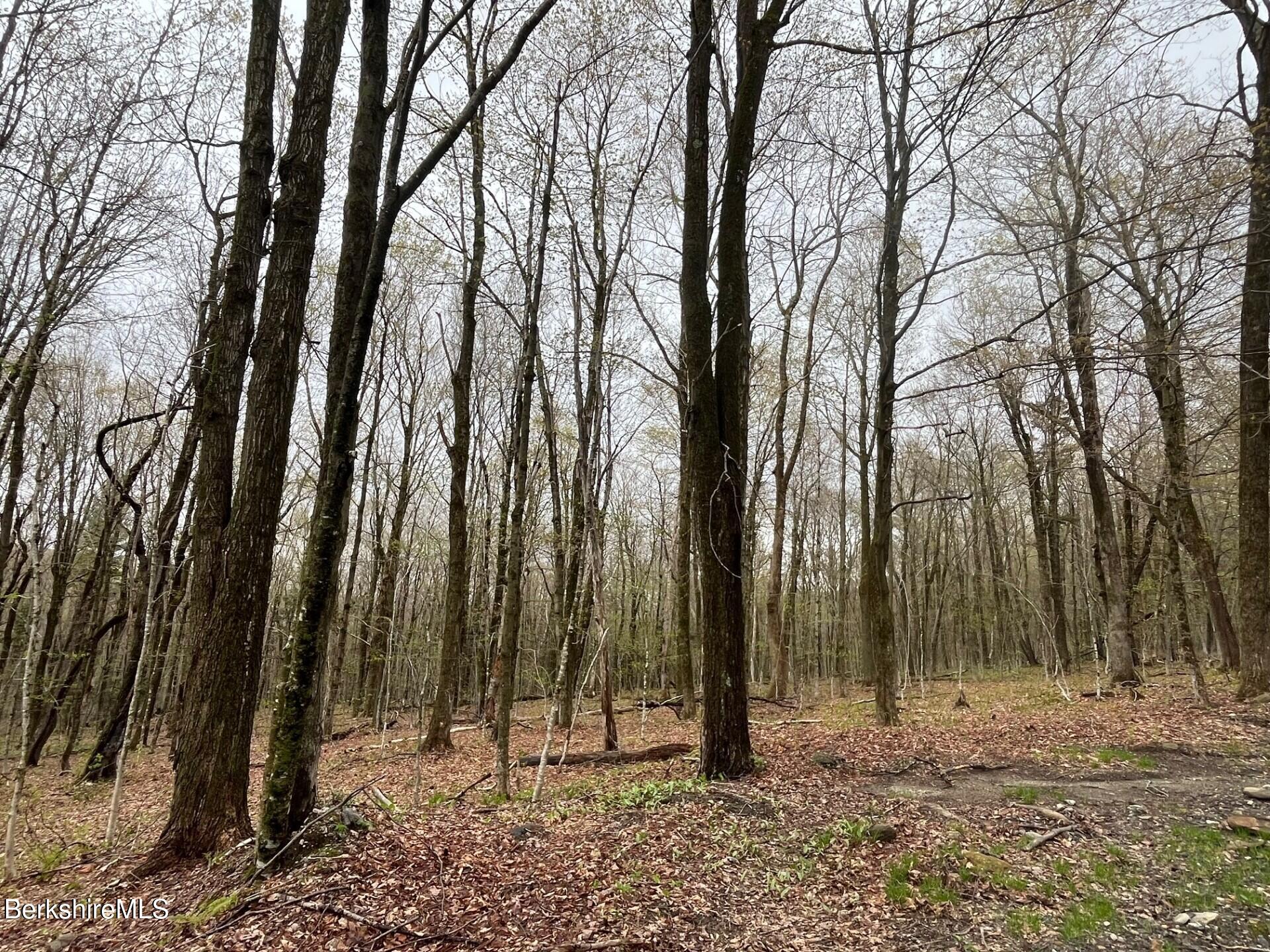 0 Manley Phelps Road Monroe, MA 01350 - Photo 6 of 12 a backyard of a house with lots of trees