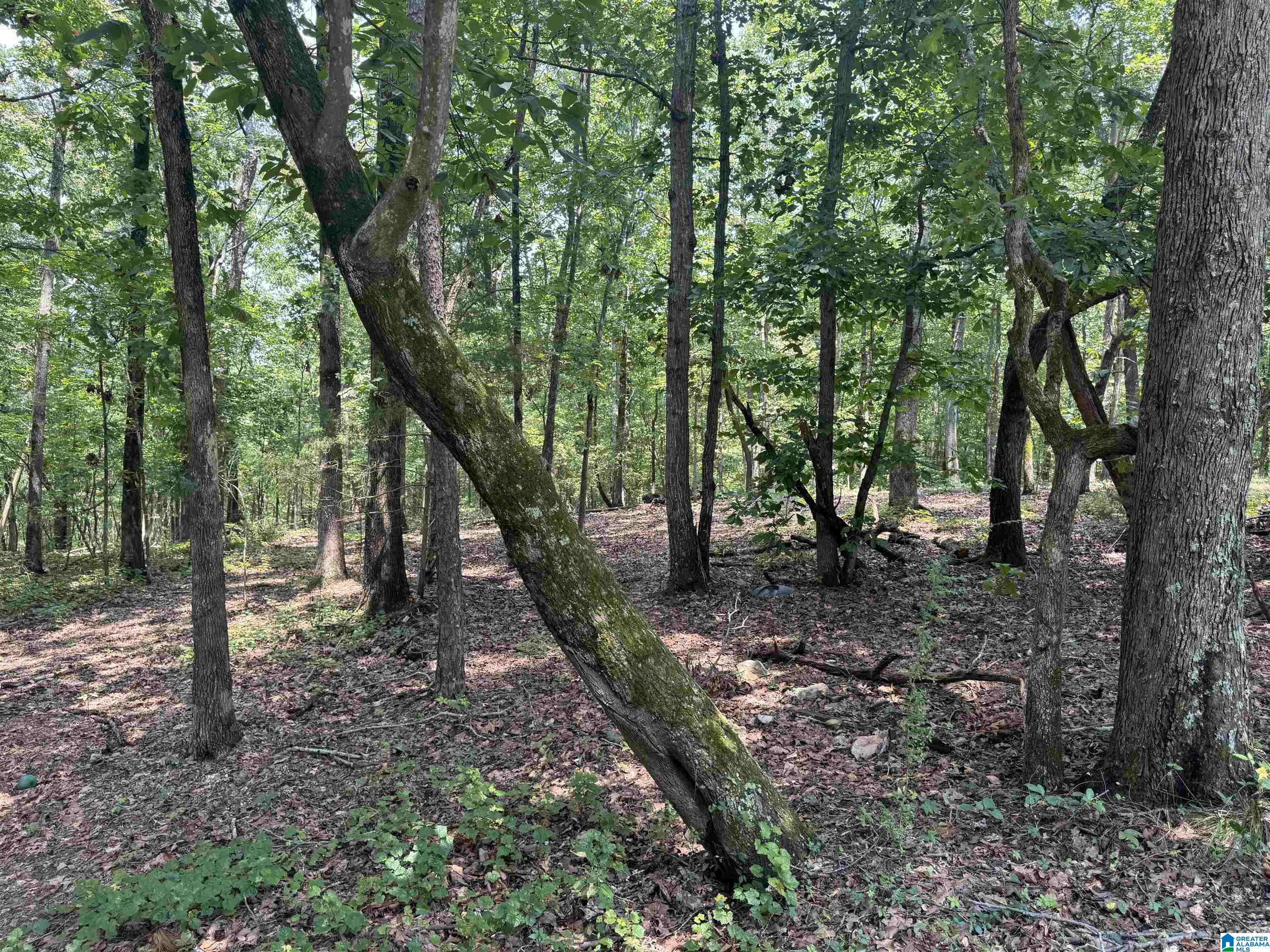 305 Stone Ridge Trail North Anniston, AL 36207 - Photo 64 of 72