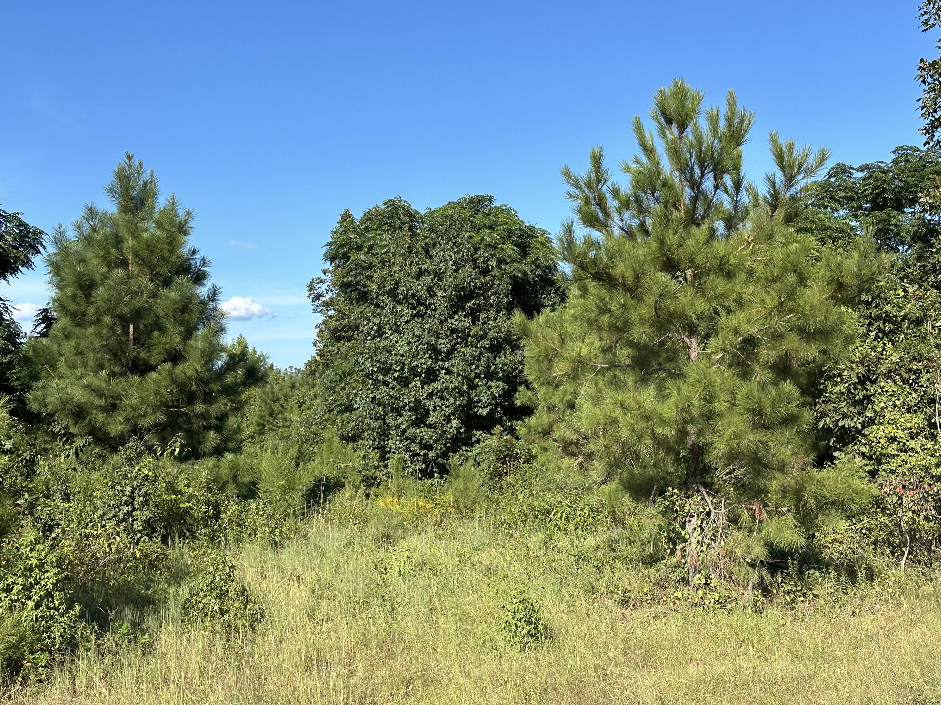 0 Netherland Drive Midville, GA 30441 - Photo 3 of 3 IMG_5285