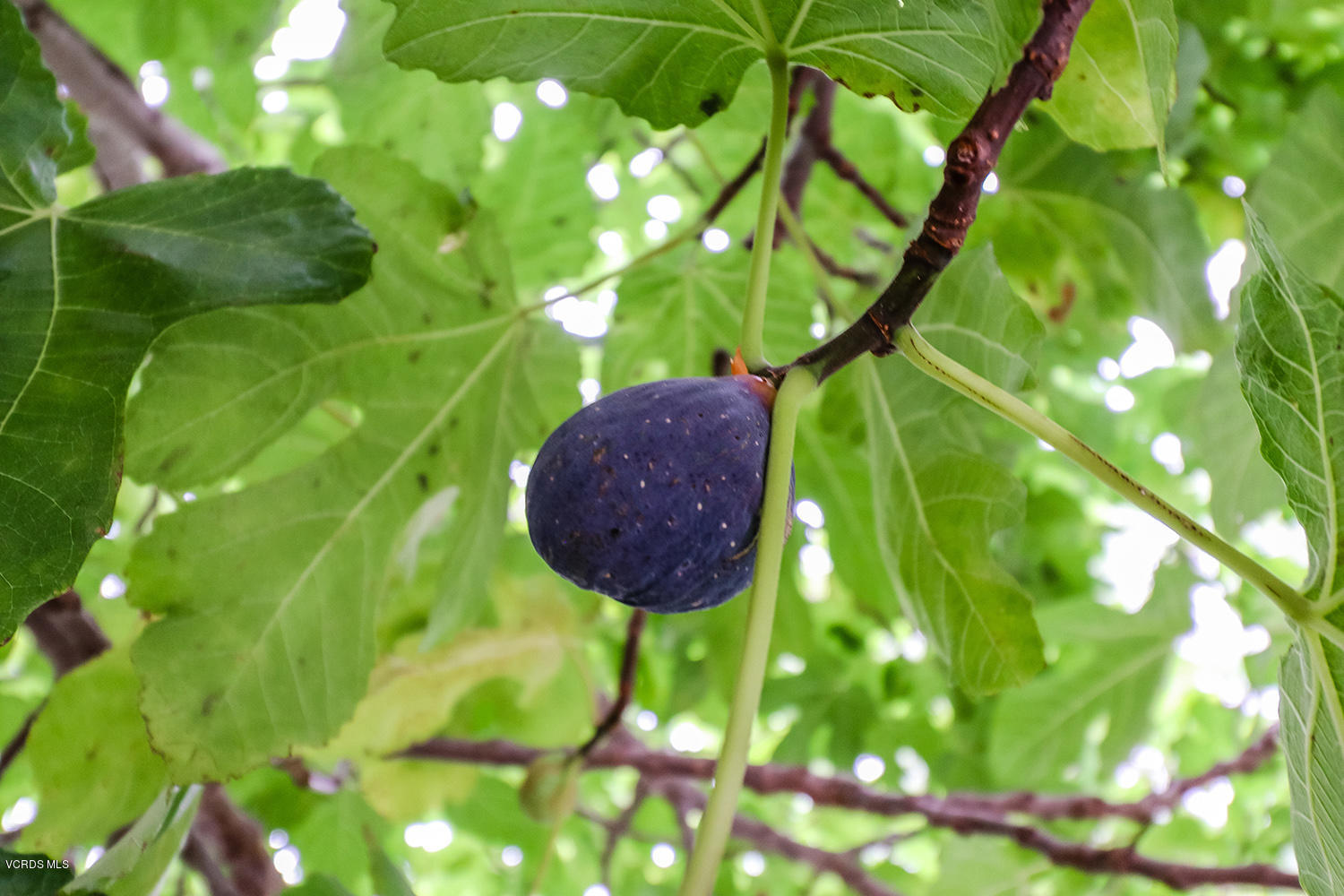 29009 Gumtree Place Saugus, CA 91390 - Photo 50 of 66 nBackyard7