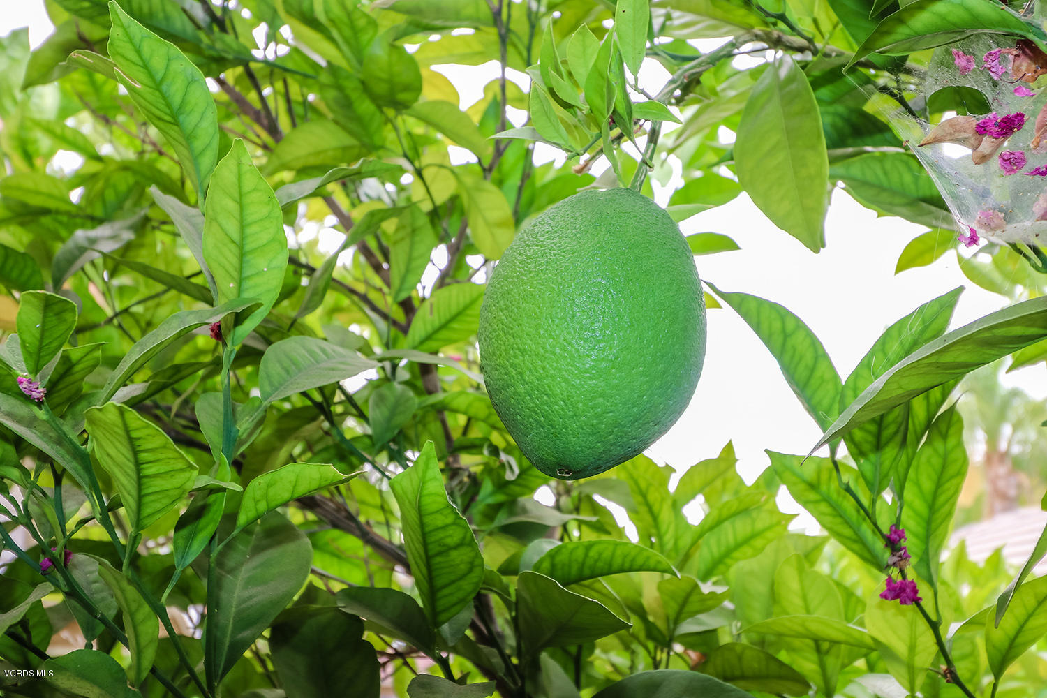 29009 Gumtree Place Saugus, CA 91390 - Photo 51 of 66 a view of a plant in a garden