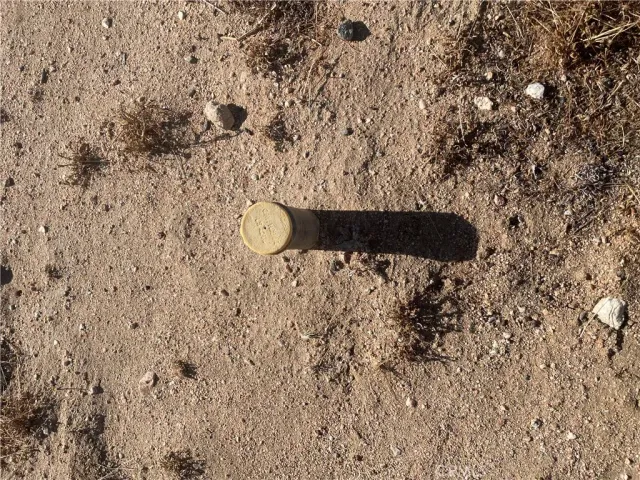 a view of a dry yard with a tree