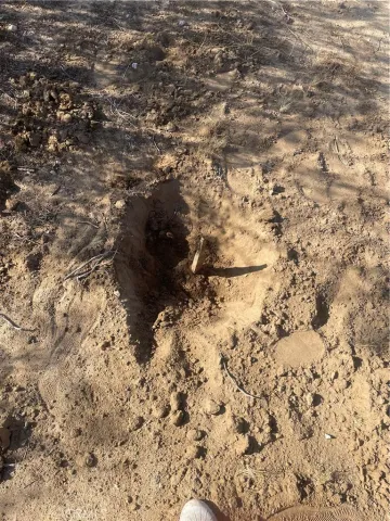 a close up of a tree