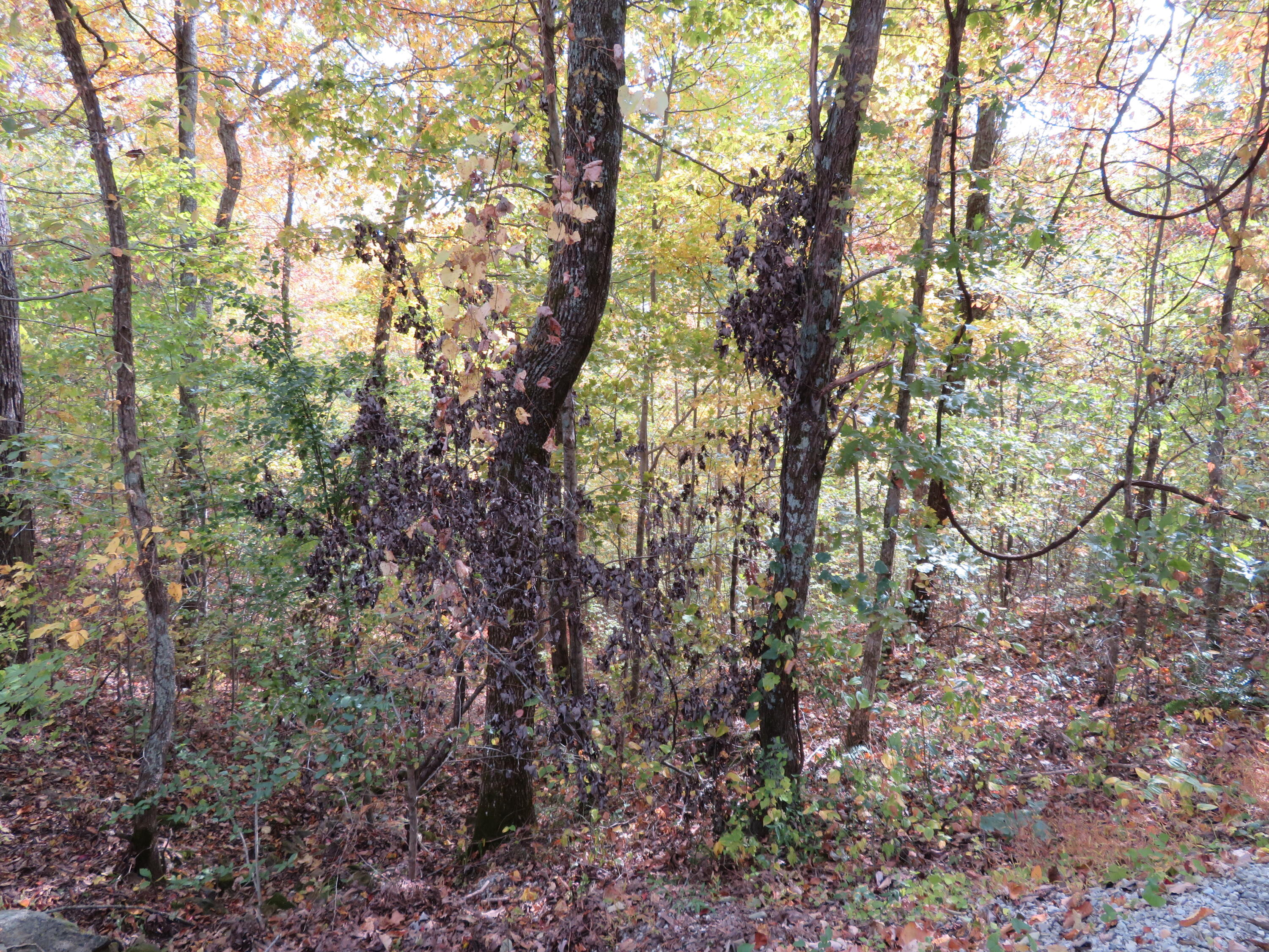 0 Shady Grove Road Mount Vernon, KY 40456 - Photo 16 of 24 IMG_3113