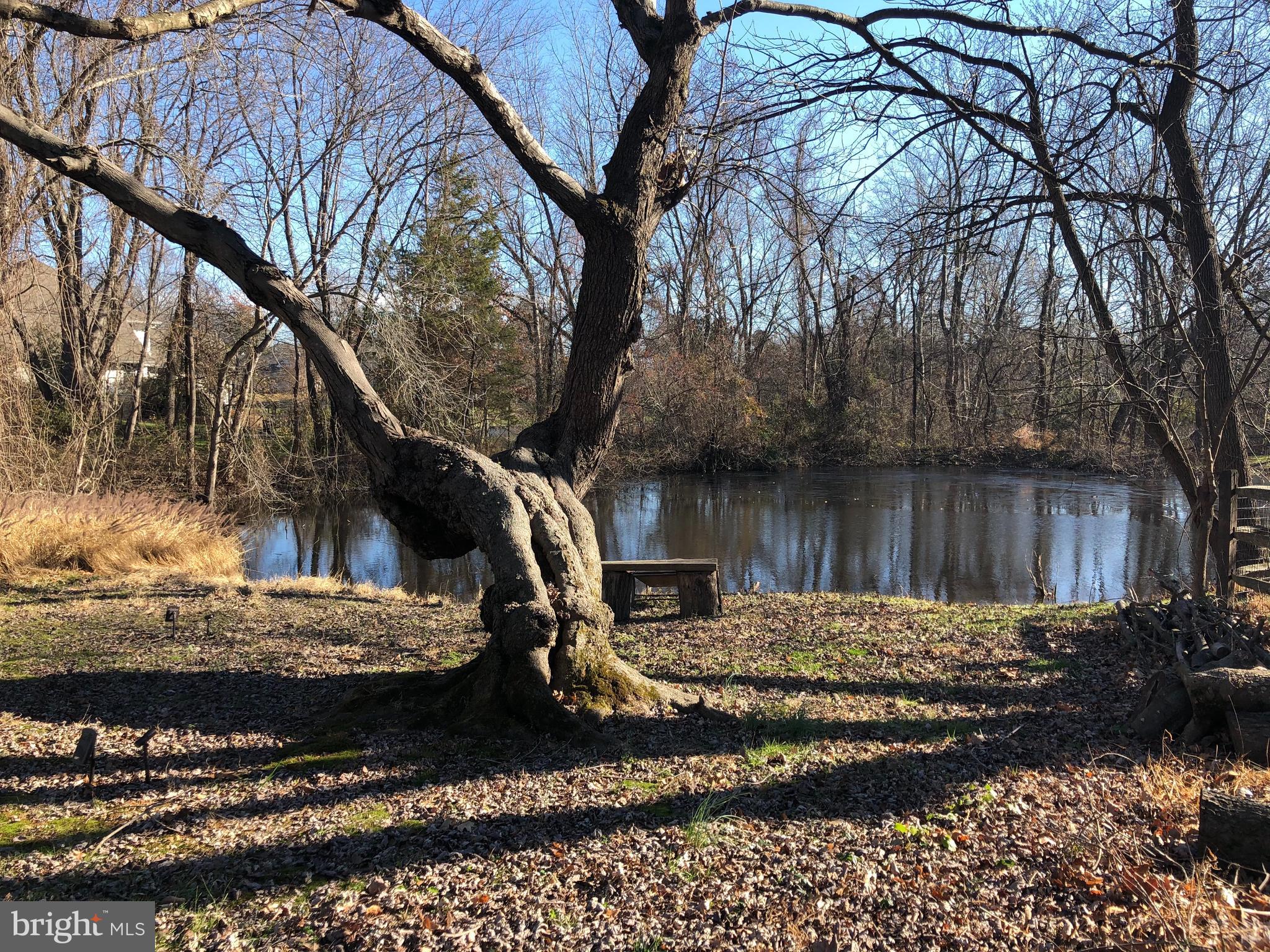 1918 Merrifields Drive Silver Spring, MD 20906 - Photo 51 of 56 Pond and climbing tree